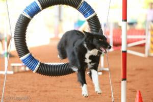 Border Collies and Keemun Teas